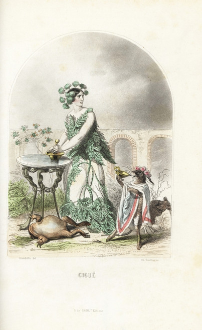 Hemlock Flower Fairy  Conium Maculatum Poster Print By ® Florilegius / Mary Evans - Item # VARMEL10937449