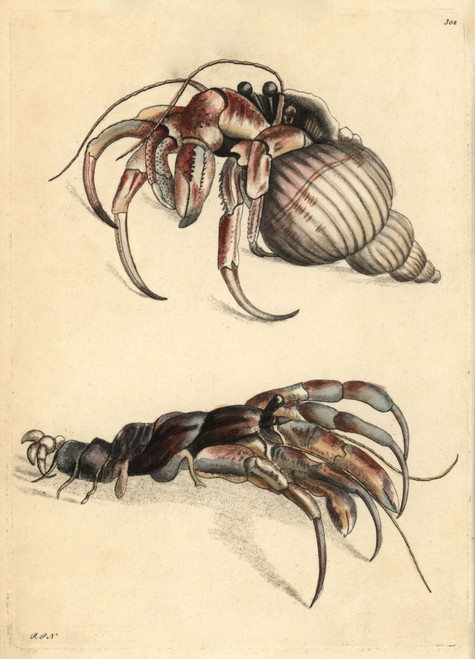 Hermit Crab  Pagurus Bernhardus  Shown In Shell And Naked Poster Print By ® Florilegius / Mary Evans - Item # VARMEL10940428