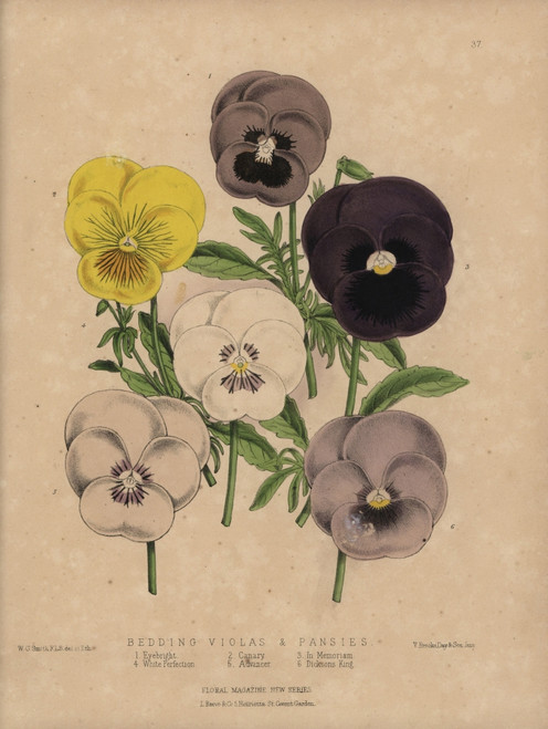 Violas And Pansies: Eyebright  Canary  In Memoriamà Poster Print By ® Florilegius / Mary Evans - Item # VARMEL10936817