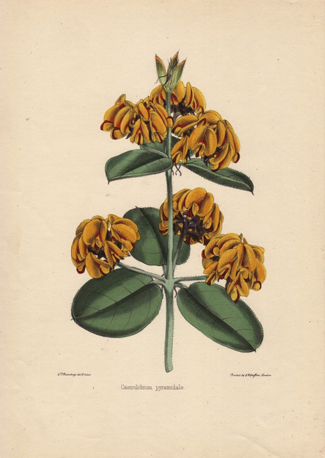 Yellow Castrolobium With Pyramid-Shaped Flowersà Poster Print By ® Florilegius / Mary Evans - Item # VARMEL10936929