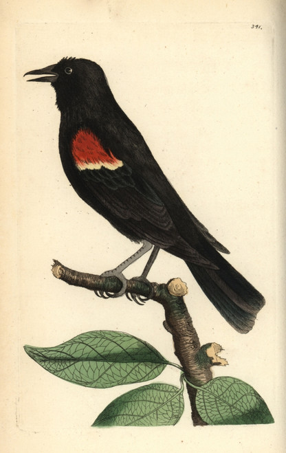 Red-Winged Blackbird  Agelaius Phoeniceus Poster Print By ® Florilegius / Mary Evans - Item # VARMEL10940467