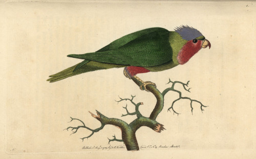 Purple-Headed Parakeet  With Purple Head  Crimsonà Poster Print By ® Florilegius / Mary Evans - Item # VARMEL10940831
