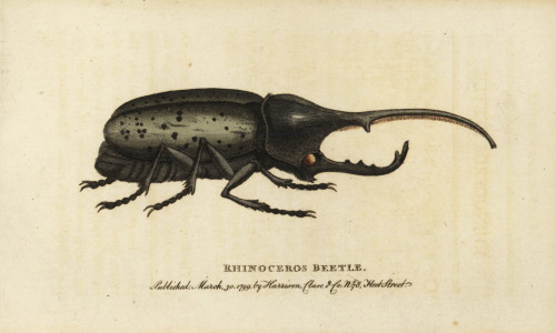 Hercules Beetle  Dynastes Hercules Poster Print By ® Florilegius / Mary Evans - Item # VARMEL10937974