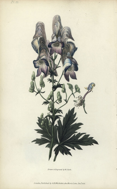 Wolf'S Bane  Aconitum Variegatum Poster Print By ® Florilegius / Mary Evans - Item # VARMEL10936733