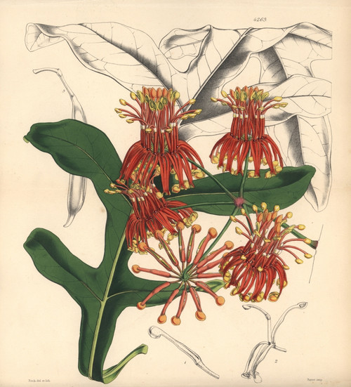 Mr Cunningham'S Stenocarpus  Stenocarpus Cunninghami Poster Print By ® Florilegius / Mary Evans - Item # VARMEL10935077