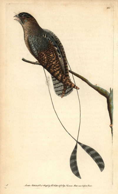 Standard-Winged Nightjar  Macrodipteryx Longipennis Poster Print By ® Florilegius / Mary Evans - Item # VARMEL10940390