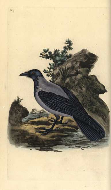 Hooded Crow  Corvus Cornix Poster Print By ® Florilegius / Mary Evans - Item # VARMEL10936234