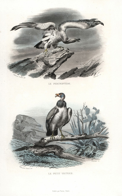 Egyptian Vulture And Hooded Vultureà Poster Print By ® Florilegius / Mary Evans - Item # VARMEL10935785