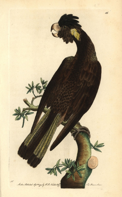 Yellow-Tailed Black Cockatoo  Calyptorhynchus Funereus Poster Print By ® Florilegius / Mary Evans - Item # VARMEL10940310