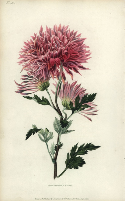 Starry Purple Chinese Chrysanthemum Poster Print By ® Florilegius / Mary Evans - Item # VARMEL10936765