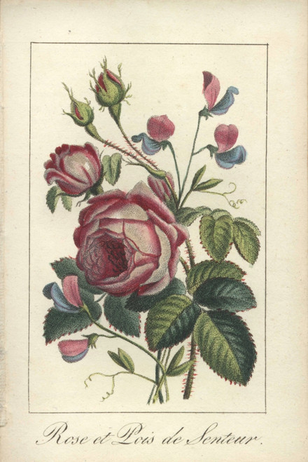 Rose And Sweet Pea Poster Print By ® Florilegius / Mary Evans - Item # VARMEL10938832