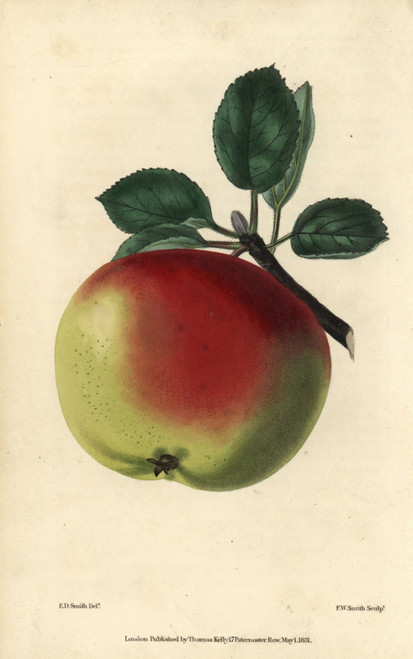 Ripe Green And Red Fruit Of The White Hawthorndenà Poster Print By ® Florilegius / Mary Evans - Item # VARMEL10939421