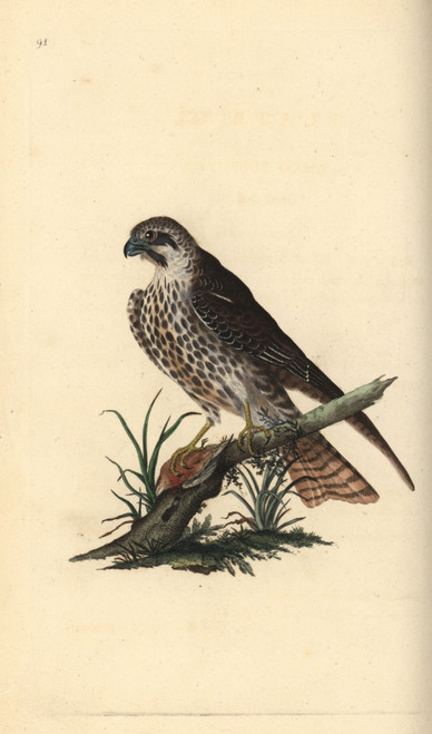 Hobby  Falco Subbuteo  With One Foot On A Dead Bird Poster Print By ® Florilegius / Mary Evans - Item # VARMEL10936403