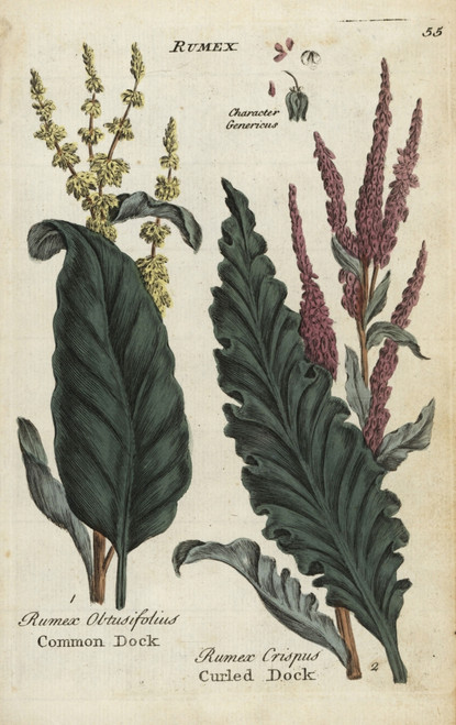 Common Dock  Rumex Obtusifolius  And Curledà Poster Print By ® Florilegius / Mary Evans - Item # VARMEL10935962
