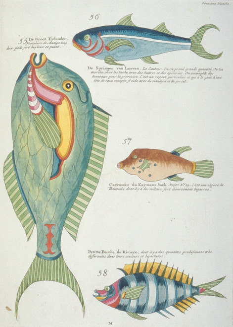 Colourful Illustration Of Four Fish Poster Print By Mary Evans / Natural History Museum - Item # VARMEL10708267