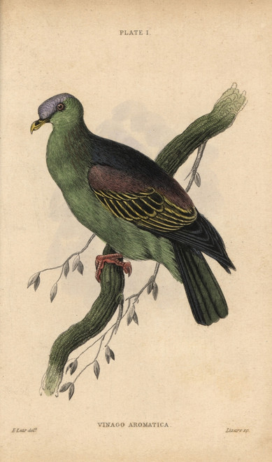 Buru Green Pigeon  Treron Aromaticus Poster Print By ® Florilegius / Mary Evans - Item # VARMEL10938845