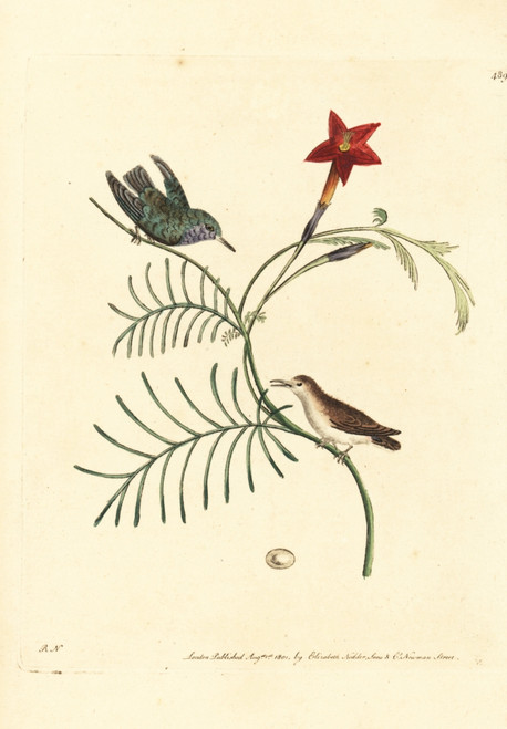 Vervain Hummingbird  Mellisuga Minima Poster Print By ® Florilegius / Mary Evans - Item # VARMEL10940705