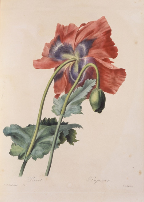 Papaver Somniferum  Opium Poppy Poster Print By Mary Evans / Natural History Museum - Item # VARMEL10704952