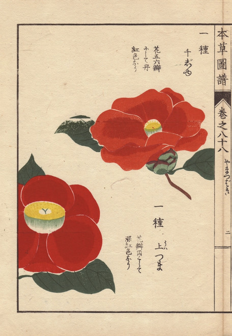 Scarlet And Yellow Japanese Camellias  Senjyuà Poster Print By ® Florilegius / Mary Evans - Item # VARMEL10938631