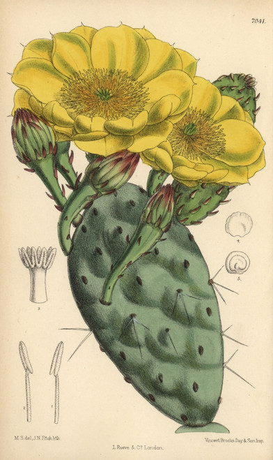 Opuntia Rafinesquii  Cactus With Large Yellowà Poster Print By ® Florilegius / Mary Evans - Item # VARMEL10935116