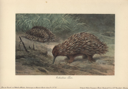Short-Beaked EchidnaÀ Poster Print By ® Florilegius / Mary Evans - Item # VARMEL10937698
