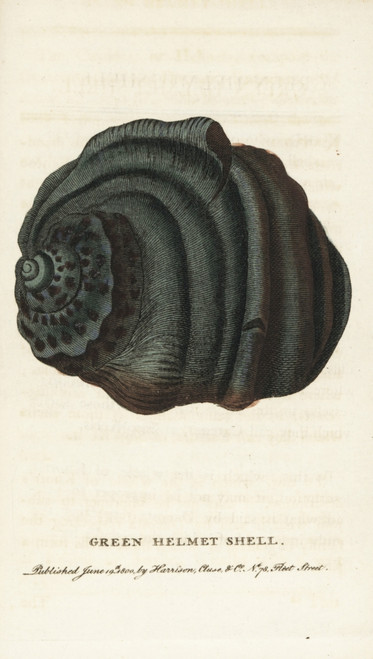 Green Helmet Shell  Cassidae Species Poster Print By ® Florilegius / Mary Evans - Item # VARMEL10937983