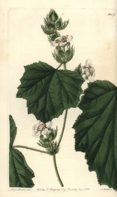 Dewy Bramble  Rubus Alceifolius Poster Print By ® Florilegius / Mary Evans - Item # VARMEL10940104