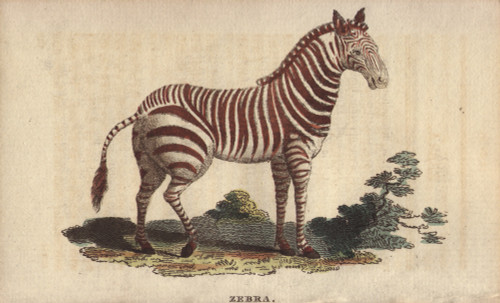 Zebra  Equus Quagga Poster Print By ® Florilegius / Mary Evans - Item # VARMEL10941074