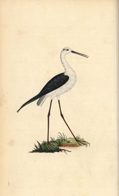 Common Stilt  Himantopus Himantopus Poster Print By ® Florilegius / Mary Evans - Item # VARMEL10936367