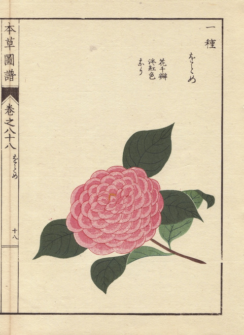 Pink Camellia  Ogome  Thea Japonica Nois Flore Pleno Forma Poster Print By ® Florilegius / Mary Evans - Item # VARMEL10938636