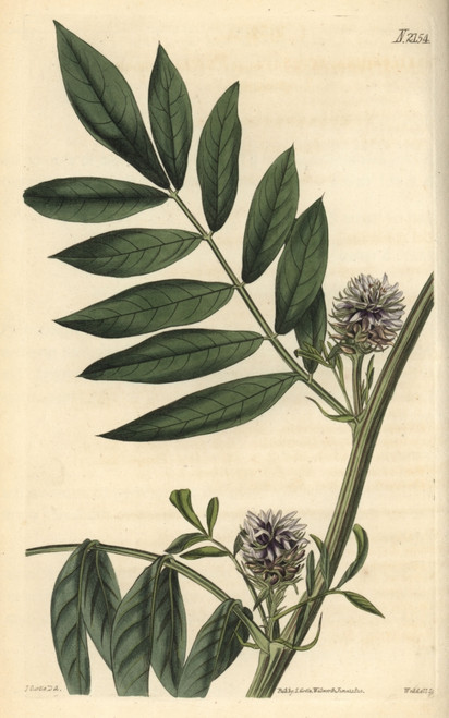 Prickly Headed Liquorice  Glycirrhiza Echinata Poster Print By ® Florilegius / Mary Evans - Item # VARMEL10936025