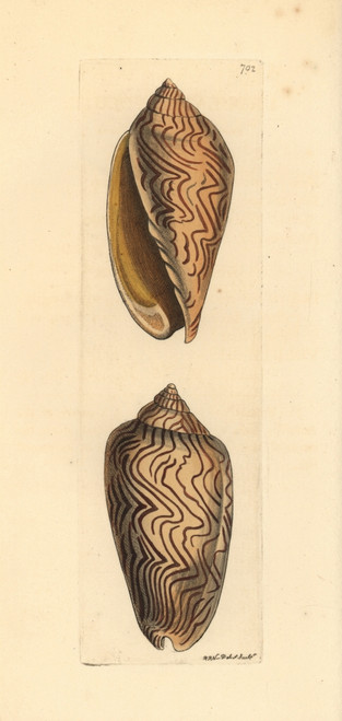 Amoria Undulata Sea Snail Poster Print By ® Florilegius / Mary Evans - Item # VARMEL10940726