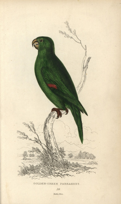 Golden Green Parakeet  Psittacus Swainsonii Poster Print By ® Florilegius / Mary Evans - Item # VARMEL10939093