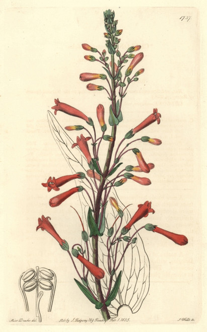 Valerian-Leaved Chelone  Chelone Centranthifolia Poster Print By ® Florilegius / Mary Evans - Item # VARMEL10935267