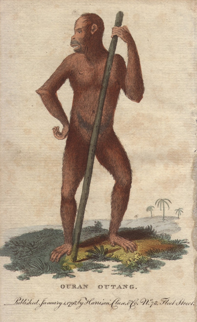 A Bornean Orangutan, Pongo Pygmaeus, Also Spelled Orang-Utan