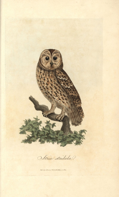 Tawny Owl  Strix Stridula  Brown Owl  Strix Aluco Poster Print By ® Florilegius / Mary Evans - Item # VARMEL10937395