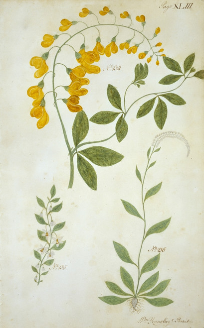 Plant Drawing Poster Print By Mary Evans / Natural History Museum - Item # VARMEL10709209