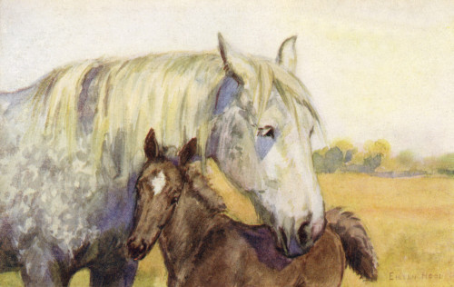 Mother And Foal Poster Print By Mary Evans Picture Library/Peter & Dawn Cope Collection - Item # VARMEL10543066