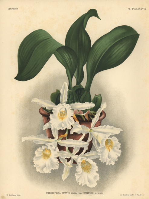Candida Variety Of Trichopilia Suavis Orchid Poster Print By ® Florilegius / Mary Evans - Item # VARMEL10939358