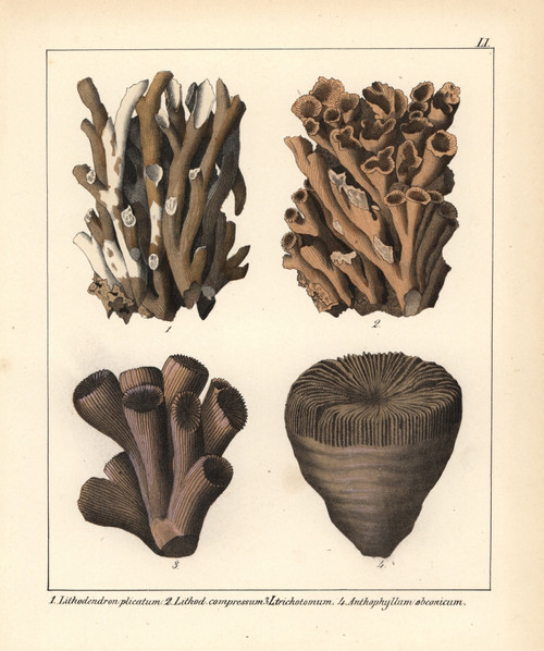 Stony Coral Fossils: Lithodendron And Anthophyllum Species Poster Print By ® Florilegius / Mary Evans - Item # VARMEL10941125