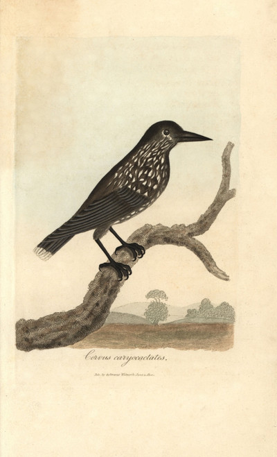 Spotted Nutcracker  Nucifraga Caryocatactes Poster Print By ® Florilegius / Mary Evans - Item # VARMEL10937399 Spotted Nutcracker  Nucifraga Caryocatactes Poster Print By ® Florilegius / Mary Evans - Item # VARMEL10937399