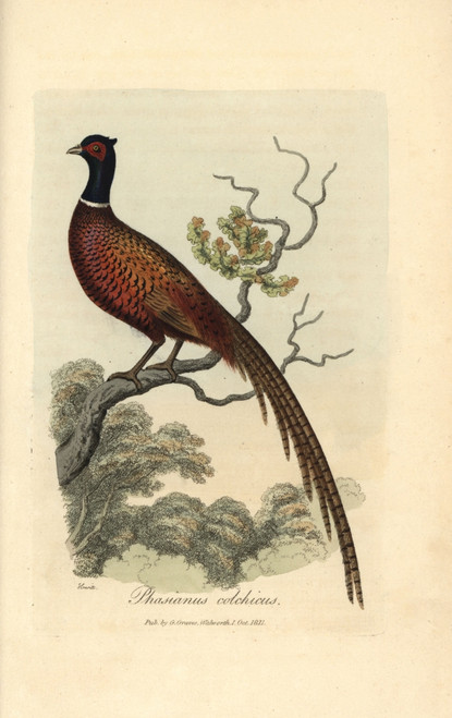 Ring Or Common Pheasant  Phasianus Colchicus Poster Print By ® Florilegius / Mary Evans - Item # VARMEL10937369