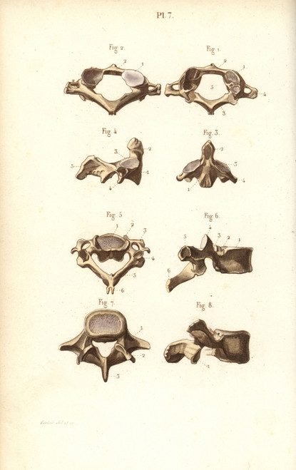 Axis And Vertebrae Poster Print By ® Florilegius / Mary Evans - Item # VARMEL10939625