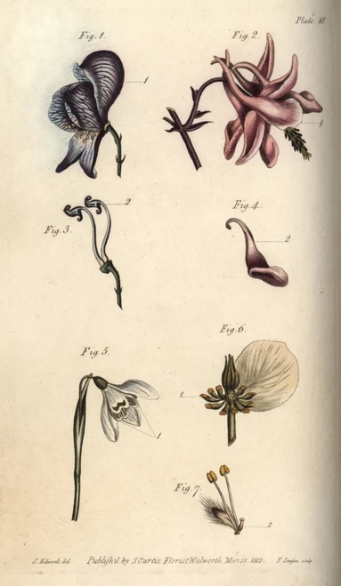 Nectarium Of The Aconite 1  3  Columbine 2À Poster Print By ® Florilegius / Mary Evans - Item # VARMEL10936059