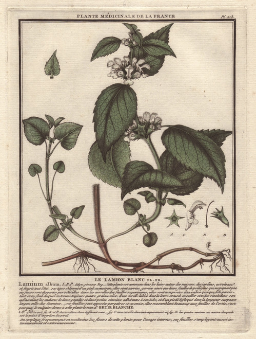 White Deadnettle  Lamium Album Poster Print By ® Florilegius / Mary Evans - Item # VARMEL10935819
