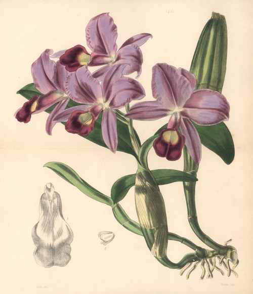 Mr Skinner'S Cattleya Orchid  Cattleya Skinneri Poster Print By ® Florilegius / Mary Evans - Item # VARMEL10935084