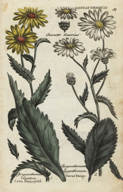 Corn Marigold And Oxeye Daisy Poster Print By ® Florilegius / Mary Evans - Item # VARMEL10935958 Corn Marigold And Oxeye Daisy Poster Print By ® Florilegius / Mary Evans - Item # VARMEL10935958