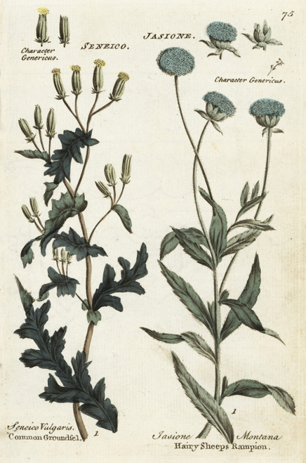 Common Groundsel And Hairy Sheeps Rampion Poster Print By ® Florilegius / Mary Evans - Item # VARMEL10935974