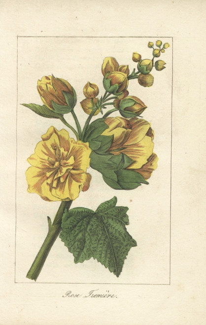Hollyhock Or Rose Tremiere  Alcea Rosea Poster Print By ® Florilegius / Mary Evans - Item # VARMEL10938510