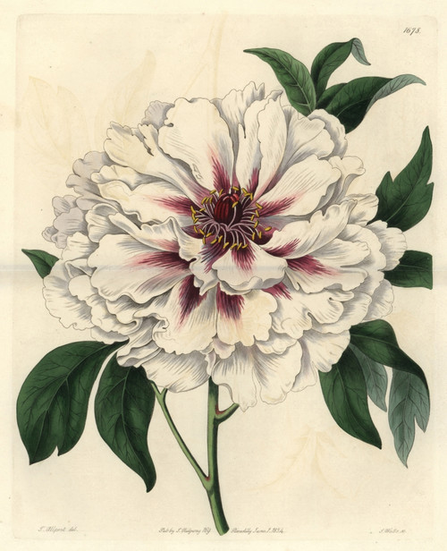 Double-White Tree Peony  Paeonia Moutan Albida Plena Poster Print By ® Florilegius / Mary Evans - Item # VARMEL10935209